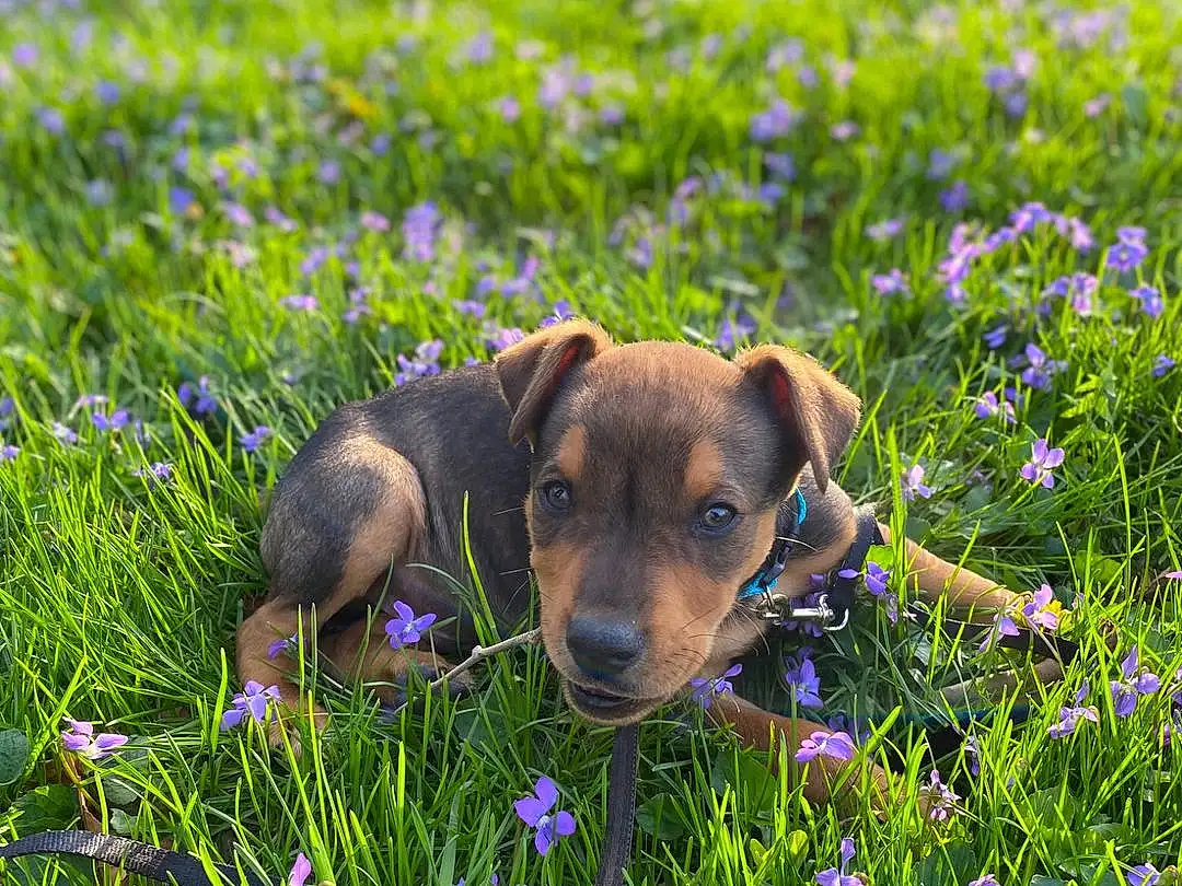 Flower, Plant, Dog, Dog breed, Botany, Green, Carnivore, Vegetation, Grass, Natural Landscape, Agriculture, Fawn, People In Nature, Groundcover, Grassland, Meadow, Herbaceous Plant, Flowering Plant, Prairie