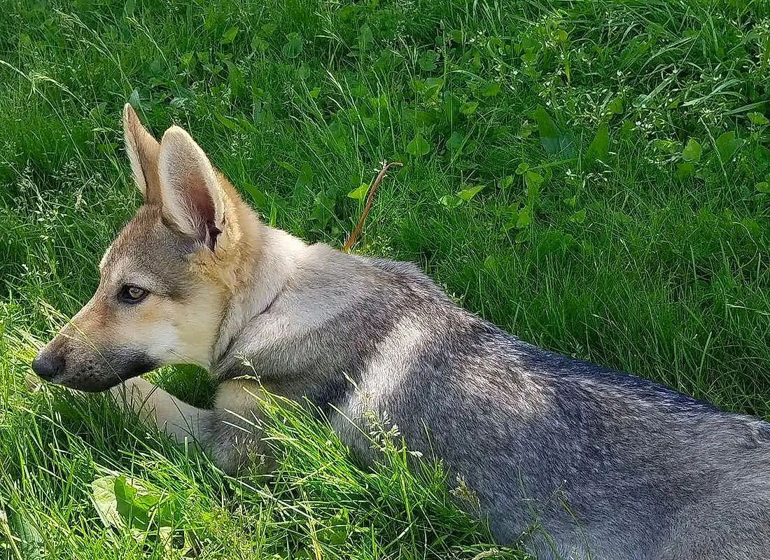 Dog, Carnivore, Dog breed, Grass, Terrestrial Animal, Fawn, Wolf, Groundcover, Snout, Fox, Working Animal, Canis, Furry friends, Natural Landscape, Canidae, Grassland, Plant, Working Dog