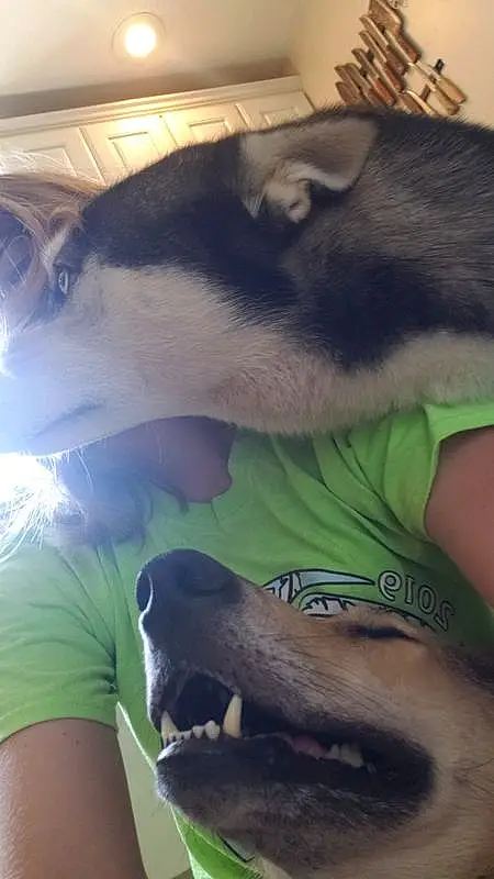 Jaw, Ear, Dog breed, Gesture, Carnivore, Dog, Fawn, Working Animal, Snout, Companion dog, Human Leg, Canidae, T-shirt, Whiskers, Elbow, Furry friends, Dairy Cow