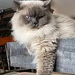 Cat, Eyes, Felidae, Carnivore, Small To Medium-sized Cats, Whiskers, Fawn, Snout, Tail, Birman, Furry friends, Chair, Box, Siamese, Table, Claw, Terrestrial Animal, Ragdoll, British Longhair, Hardwood