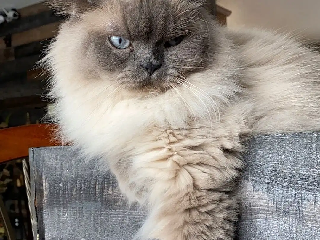 Cat, Eyes, Felidae, Carnivore, Small To Medium-sized Cats, Whiskers, Fawn, Snout, Tail, Birman, Furry friends, Chair, Box, Siamese, Table, Claw, Terrestrial Animal, Ragdoll, British Longhair, Hardwood