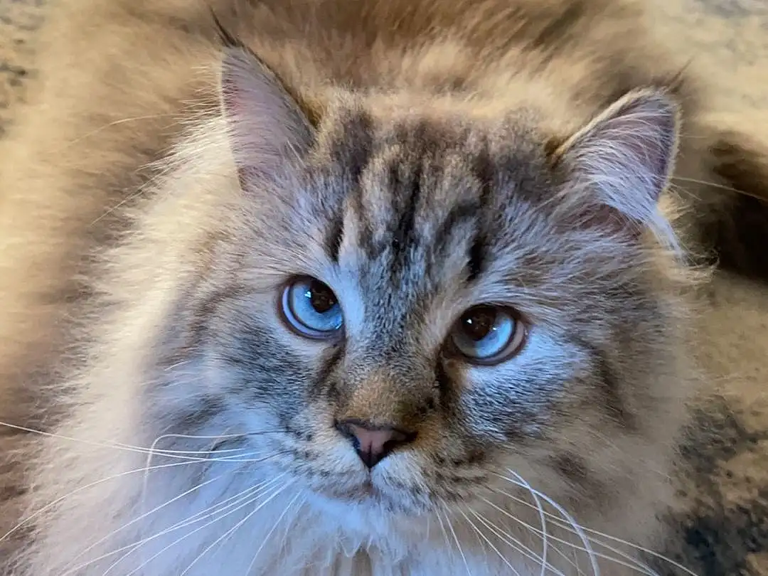 Cat, Felidae, Blue, Carnivore, Small To Medium-sized Cats, Iris, Whiskers, Fawn, Terrestrial Animal, Snout, Plant, Close-up, British Longhair, Electric Blue, Furry friends, Domestic Short-haired Cat, Grass