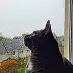 Cat, Eyes, Window, Grey, Plant, Carnivore, Tints And Shades, Whiskers, Black cats, Felidae, Tree, Tail, Domestic Short-haired Cat, Terrestrial Animal, Small To Medium-sized Cats, Furry friends, Grass, Shadow, Paw, Wood