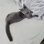 Cat, Leg, Comfort, Carnivore, Grey, Felidae, Whiskers, Tail, Small To Medium-sized Cats, Black cats, Sleeve, Snout, Bed, Paw, Domestic Short-haired Cat, Furry friends, Cat Bed, Claw, Linens, Sitting