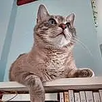 Cat, Felidae, Carnivore, Small To Medium-sized Cats, Pet Supply, Whiskers, Fawn, Tail, Snout, Publication, Furry friends, Domestic Short-haired Cat, Shelf, Book, Cat Supply, Room, Animal Shelter, Box, Paw, Paper Product