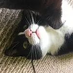 Nose, Cat, Felidae, Carnivore, Small To Medium-sized Cats, Whiskers, Snout, Tail, Foot, Close-up, Domestic Short-haired Cat, Furry friends, Paw, Claw, Comfort, Eyelash, Nap, Human Leg