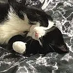 Cat, White, Sky, Felidae, Black-and-white, Cloud, Style, Carnivore, Small To Medium-sized Cats, Comfort, Whiskers, Dog breed, Snout, Tail, Monochrome, Black & White, Foot, Grass, Paw, Domestic Short-haired Cat