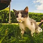 Plant, Sky, Cat, Felidae, Carnivore, Grass, Fawn, Small To Medium-sized Cats, Whiskers, Cloud, Meadow, Tree, Tail, Grassland, Domestic Short-haired Cat, Landscape, Furry friends, Herbaceous Plant, Shrub, Garden