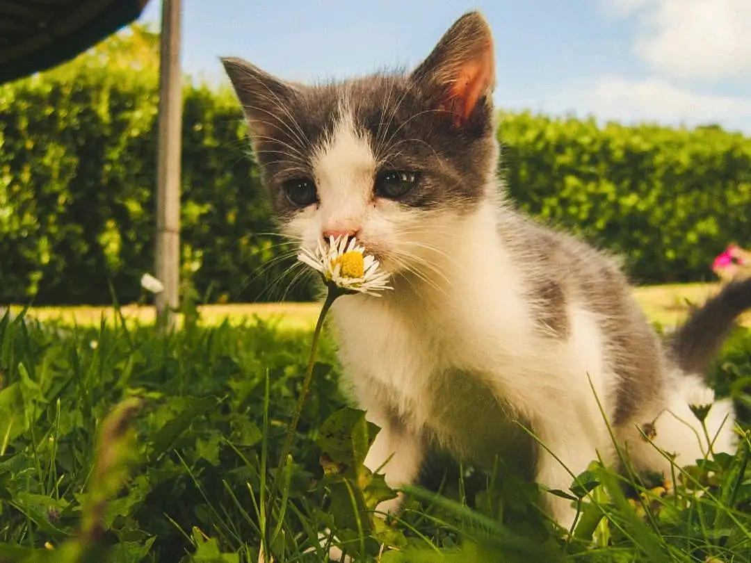 Plant, Sky, Cat, Felidae, Carnivore, Grass, Fawn, Small To Medium-sized Cats, Whiskers, Cloud, Meadow, Tree, Tail, Grassland, Domestic Short-haired Cat, Landscape, Furry friends, Herbaceous Plant, Shrub, Garden