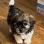Dog, Dog breed, Carnivore, Liver, Shih Tzu, Companion dog, Fawn, Toy Dog, Wood, Snout, Hardwood, Terrier, Furry friends, Small Terrier, Shih-poo, Wood Stain, Varnish, Terrestrial Animal
