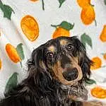 Dog, Orange, Carnivore, Dog breed, Companion dog, Dog Supply, Snout, Furry friends, Pet Supply, Working Animal, Canidae, Working Dog, Whiskers, Liver, Ball, Guard Dog, Happy, Ancient Dog Breeds