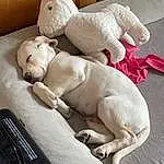 Comfort, Human Body, Toy, Fawn, Carnivore, Couch, Companion dog, Barechested, Teddy Bear, Dog breed, Stuffed Toy, Trunk, Abdomen, Art, Linens, Chest, Bedding, Bed, Plush, Table