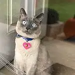 Cat, Eyes, Felidae, Carnivore, Siamese, Small To Medium-sized Cats, Whiskers, Fawn, Thai, Window, Snout, Domestic Short-haired Cat, Balinese, Furry friends, Photo Caption, Box, Collar, Birman, Paw, Terrestrial Animal