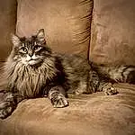 Eyes, Cat, Felidae, Comfort, Carnivore, Small To Medium-sized Cats, Grey, Wood, Whiskers, Snout, Maine Coon, Paw, Terrestrial Animal, Tail, Domestic Short-haired Cat, Furry friends, Claw, Black & White, British Longhair, Sitting