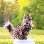 Plant, Cat, Felidae, Carnivore, Small To Medium-sized Cats, Grass, Whiskers, Fawn, Tree, Tail, Snout, Terrestrial Animal, Furry friends, Canidae, Domestic Short-haired Cat, Grassland, Maine Coon, Paw, Sitting