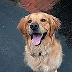 Dog, Dog breed, Carnivore, Companion dog, Fawn, Whiskers, Snout, Canidae, Furry friends, Gun Dog, Event, Road Surface, Paw, Golden Retriever, Working Dog, Retriever, Fang