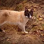 Cat, Carnivore, Felidae, Small To Medium-sized Cats, Siamese, Whiskers, Fawn, Grass, Terrestrial Animal, Plant, Snout, Tail, Domestic Short-haired Cat, Balinese, Furry friends, Soil, Tree, Thai, Wood