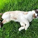 Cat, Plant, Carnivore, Felidae, Whiskers, Grass, Small To Medium-sized Cats, Fawn, Groundcover, Snout, Tail, Terrestrial Animal, Dog breed, Domestic Short-haired Cat, Furry friends, Herbaceous Plant, Paw, Companion dog, Grassland, Pasture