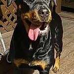 Dog, Black, Carnivore, Dog breed, Companion dog, Working Animal, Snout, Canidae, Rottweiler, Hound, Furry friends, Guard Dog, Terrestrial Animal, Working Dog, Hunting Dog, Chair