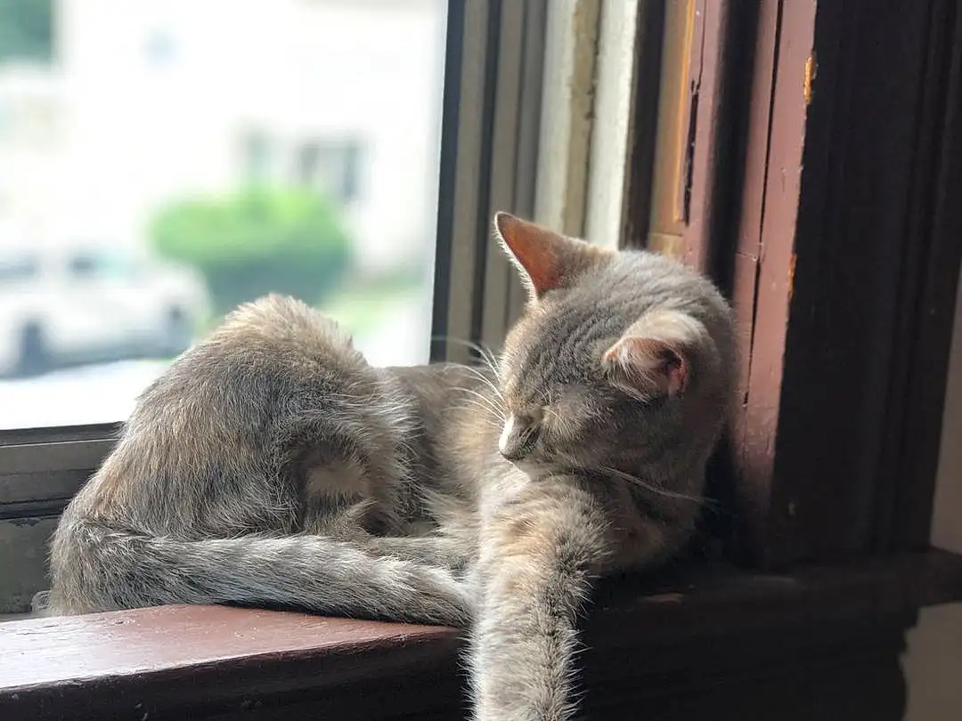 Cat, Window, Felidae, Carnivore, Comfort, Wood, Grey, Small To Medium-sized Cats, Whiskers, Tail, Snout, Chair, Domestic Short-haired Cat, Furry friends, Hardwood, Sitting, Plant, Paw, Room