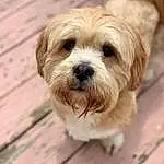 Dog, Dog breed, Carnivore, Liver, Wood, Companion dog, Toy Dog, Snout, Working Animal, Plank, Hardwood, Small Terrier, Canidae, Terrier, Furry friends, Wood Stain, Maltepoo, Puppy, Non-sporting Group