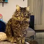 Cat, Carnivore, Felidae, Whiskers, Small To Medium-sized Cats, Tail, Domestic Short-haired Cat, Furry friends, Plant, Claw, Maine Coon, Terrestrial Animal, British Longhair, Shelf, Nap