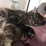 Cat, Comfort, Cloud, Felidae, Carnivore, Grey, Small To Medium-sized Cats, Whiskers, Snout, Tail, Furry friends, Domestic Short-haired Cat, Paw, Claw, Black cats, Bed, Nap, Mountain, Sleep, Metal