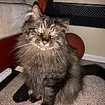 Cat, Carnivore, Grey, Small To Medium-sized Cats, Felidae, Whiskers, Black cats, Snout, Tail, Domestic Short-haired Cat, Furry friends, Paw, Claw, Terrestrial Animal, Comfort