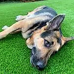German Shepherd Dog, Dog, Carnivore, Grass, Fawn, Whiskers, Companion dog, Herding Dog, Terrestrial Animal, Rectangle, Lawn, Dog breed, Groundcover, Working Animal, Canis, East-european Shepherd, Plant, Canidae