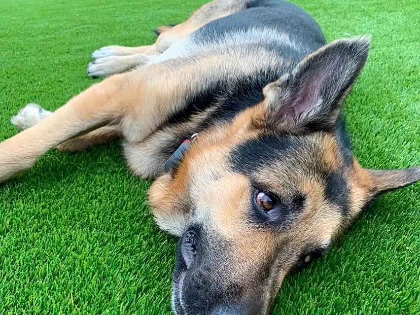German Shepherd Dog, Dog, Carnivore, Grass, Fawn, Whiskers, Companion dog, Herding Dog, Terrestrial Animal, Rectangle, Lawn, Dog breed, Groundcover, Working Animal, Canis, East-european Shepherd, Plant, Canidae