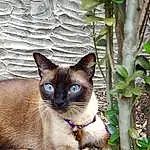 Cat, Siamese, Carnivore, Felidae, Plant, Small To Medium-sized Cats, Whiskers, Fawn, Grass, Snout, Terrestrial Plant, Tail, Furry friends, Terrestrial Animal, Thai, Collar, Pet Supply, Twig, Herbaceous Plant