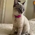 Cat, Felidae, Carnivore, Small To Medium-sized Cats, Whiskers, Fawn, Snout, Tail, Terrestrial Animal, Paw, Furry friends, Claw, Domestic Short-haired Cat, Sitting, Siamese, Photo Caption, Cat Supply