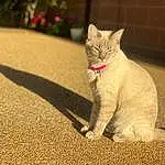 Cat, Eyes, Felidae, Carnivore, Plant, Small To Medium-sized Cats, Whiskers, Road Surface, Fawn, Asphalt, Tints And Shades, Grass, Tail, Snout, Wood, Paw, Furry friends, Sky, Domestic Short-haired Cat