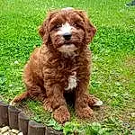 Dog, Dog breed, Water Dog, Carnivore, Liver, Grass, Companion dog, Fawn, Wood, Plant, Snout, Spaniel, Toy Dog, Poodle, Terrier, Terrestrial Animal, Canidae, Working Animal, Furry friends