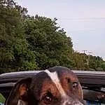 Dog, Sky, Dog breed, Working Animal, Carnivore, Tree, Companion dog, Snout, Whiskers, Windshield, Plant, Terrestrial Animal, Canidae, Working Dog, Giant Dog Breed, Automotive Exterior, Vehicle Door, Hunting Dog, Metal