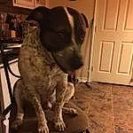 Dog, Carnivore, Fawn, Dog breed, Companion dog, Working Animal, Snout, Whiskers, Chair, Door, Pet Supply, Liver, Tail, Gun Dog, Wood, Metal, Hardwood