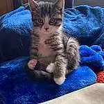 Cat, Blue, Comfort, Carnivore, Felidae, Grey, Small To Medium-sized Cats, Whiskers, Electric Blue, Cat Supply, Tail, Paw, Domestic Short-haired Cat, Pattern, Furry friends, Claw, Puzzle, Sitting, Couch, Nap