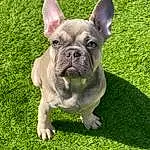 Dog, Bulldog, Dog breed, Green, Carnivore, Ear, Grass, Companion dog, Fawn, Groundcover, Snout, Whiskers, Terrestrial Animal, Wrinkle, Canidae, Non-sporting Group, Working Animal, Toy Dog