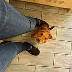 Clothing, Head, Jeans, Dog, Leg, Wood, Carnivore, Dog breed, Fawn, Companion dog, Hardwood, Felidae, Wood Stain, Working Animal, Whiskers, Snout, Thigh, Human Leg