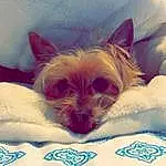 Dog, Carnivore, Comfort, Textile, Whiskers, Fawn, Companion dog, Dog breed, Toy Dog, Linens, Felidae, Bed, Chihuahua, Furry friends, Bedding, Paw, Bedtime, Room, Magenta, Nap