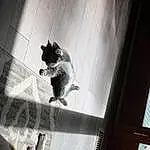 Grey, Tints And Shades, Whiskers, Tail, Art, Font, Felidae, Darkness, Monochrome, Shadow, Metal, Visual Arts, Black & White, Room, Fictional Character, Street, Glass, Small To Medium-sized Cats, Display Device