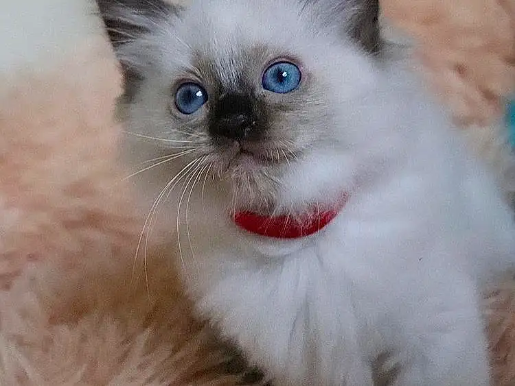 Head, Cat, Eyes, Carnivore, Felidae, Iris, Smile, Small To Medium-sized Cats, Fawn, Whiskers, Siamese, Birman, Ragdoll, Balinese, Snout, Fang, Close-up, Thai, Furry friends, Paw