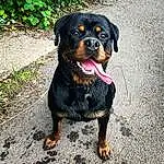 Dog, Dog breed, Carnivore, Companion dog, Snout, Canidae, Terrestrial Animal, Rottweiler, Working Dog, Working Animal, Sharing, Hound, Plant, Road Surface, Guard Dog, Hunting Dog