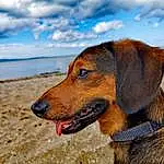 Cloud, Sky, Dog, Water, Carnivore, Collar, Dog breed, Fawn, Beach, Dog Collar, Whiskers, Snout, Landscape, Companion dog, Sand, Pet Supply, Hound, Canidae, Leash, Dog Supply