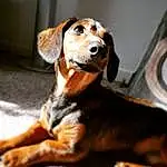 Dog, Dog breed, Carnivore, Fawn, Companion dog, Whiskers, Hound, Snout, Scent Hound, Working Animal, Liver, Wood, Canidae, Furry friends, Terrestrial Animal, Ball, Hunting Dog, Working Dog