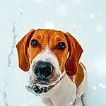 Dog, Snow, Dog breed, Carnivore, Companion dog, Fawn, Snout, Hound, Liquid, Canidae, Scent Hound, Winter, Collar, Beaglier, Windshield, Pet Supply, Whiskers, Hunting Dog, Finnish Hound