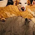 Dog, Carnivore, Comfort, Dog breed, Fawn, Tree, Companion dog, Whiskers, Paw, Plant, Furry friends, Tail, Felidae, Domestic Short-haired Cat, Canidae, Retriever, Street dog, Golden Retriever, Cat