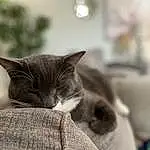 Cat, Eyes, Felidae, Carnivore, Comfort, Grey, Small To Medium-sized Cats, Whiskers, Snout, Tail, Black & White, Domestic Short-haired Cat, Furry friends, Sitting, Monochrome, Sand, Wood, Linens, Terrestrial Animal