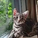 Window, Cat, Felidae, Carnivore, Plant, Tree, Whiskers, Small To Medium-sized Cats, Fawn, Snout, Tail, Furry friends, Domestic Short-haired Cat, Mesh, Curtain, Paw, Sitting, Grass, Claw