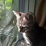 Cat, Felidae, Window, Carnivore, Small To Medium-sized Cats, Whiskers, Comfort, Fawn, Terrestrial Animal, Snout, Domestic Short-haired Cat, Claw, Furry friends, Paw, Nap, Tail, Sleep, Zoo